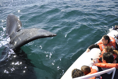 Avistaje de Ballenas