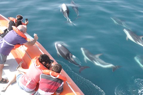 Avistaje de Ballenas