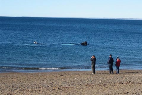 Avistaje de Ballenas