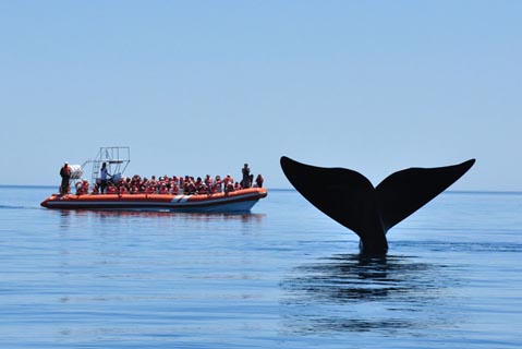 Avistaje de Ballenas