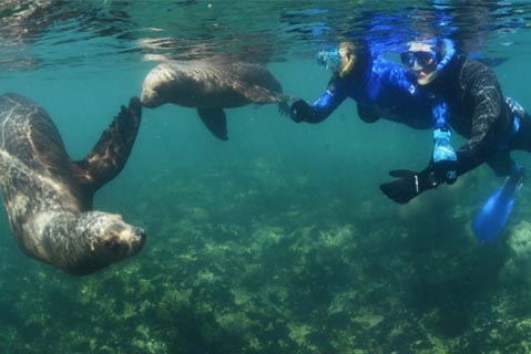 Avistaje de Ballenas