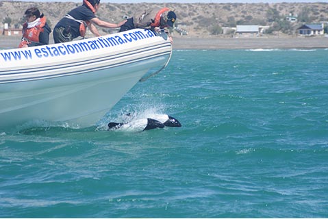 Avistaje de Ballenas