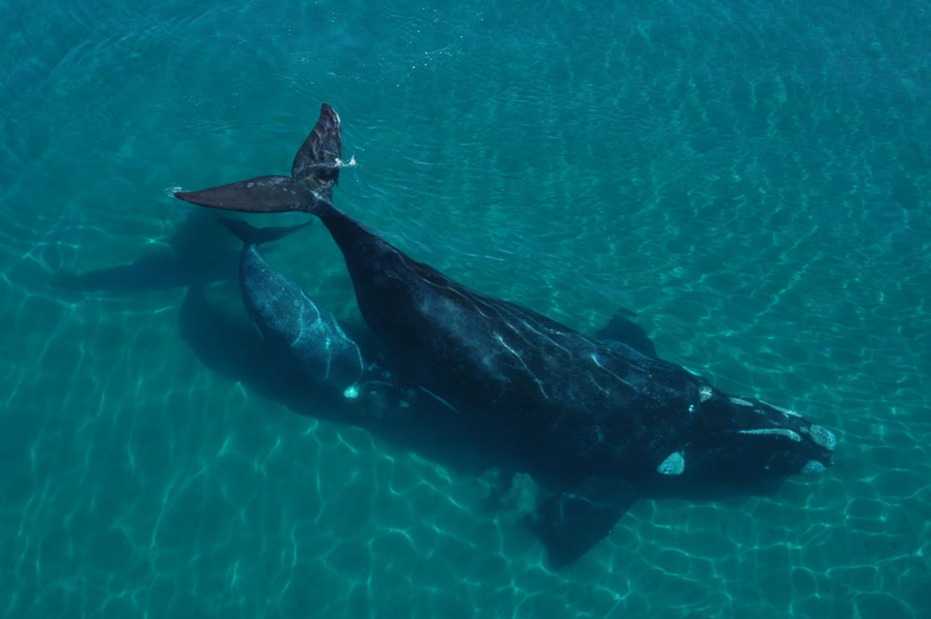 Península Valdés con Avistaje de Ballenas