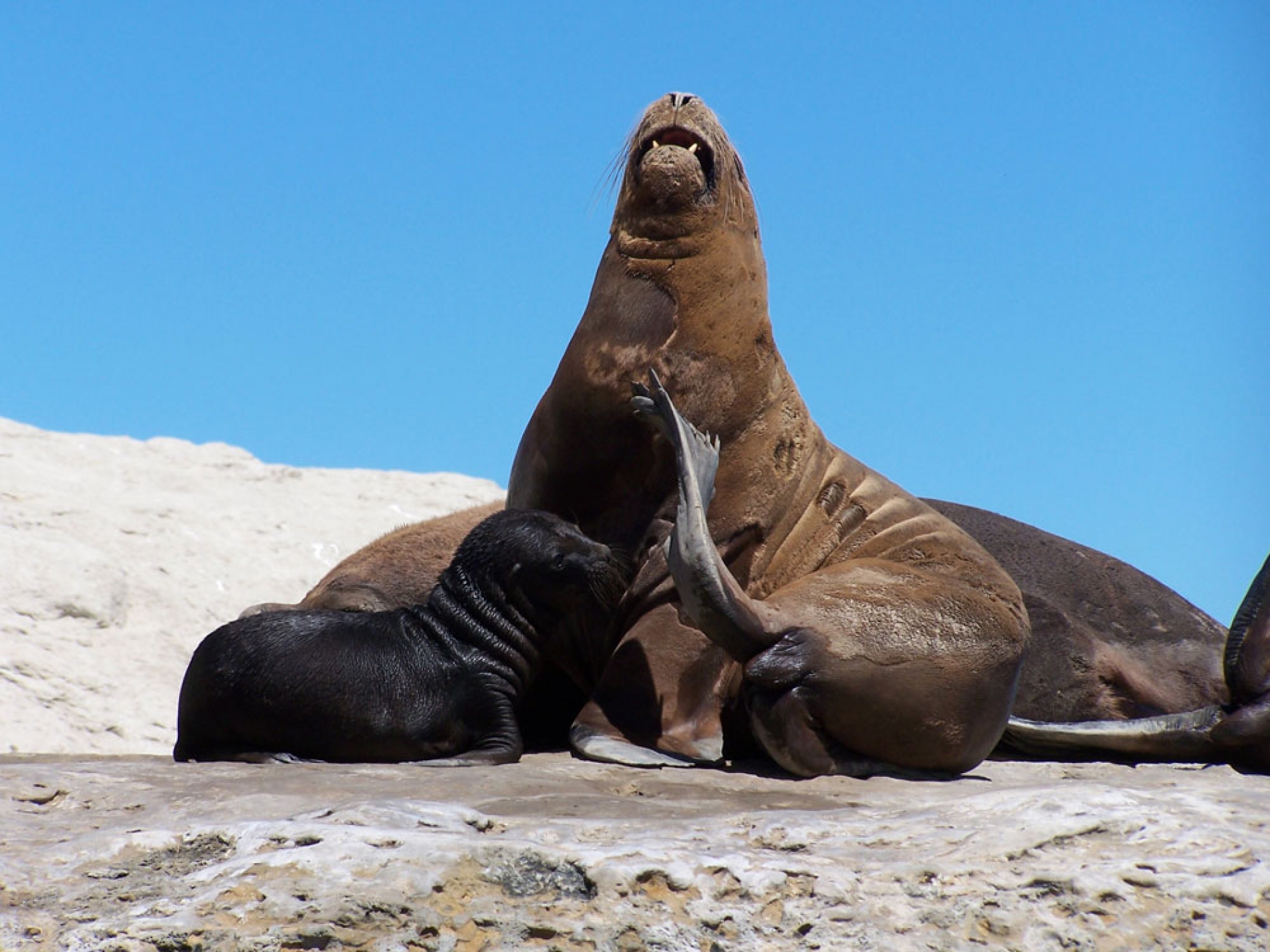 Península Valdés con Avistaje de Ballenas