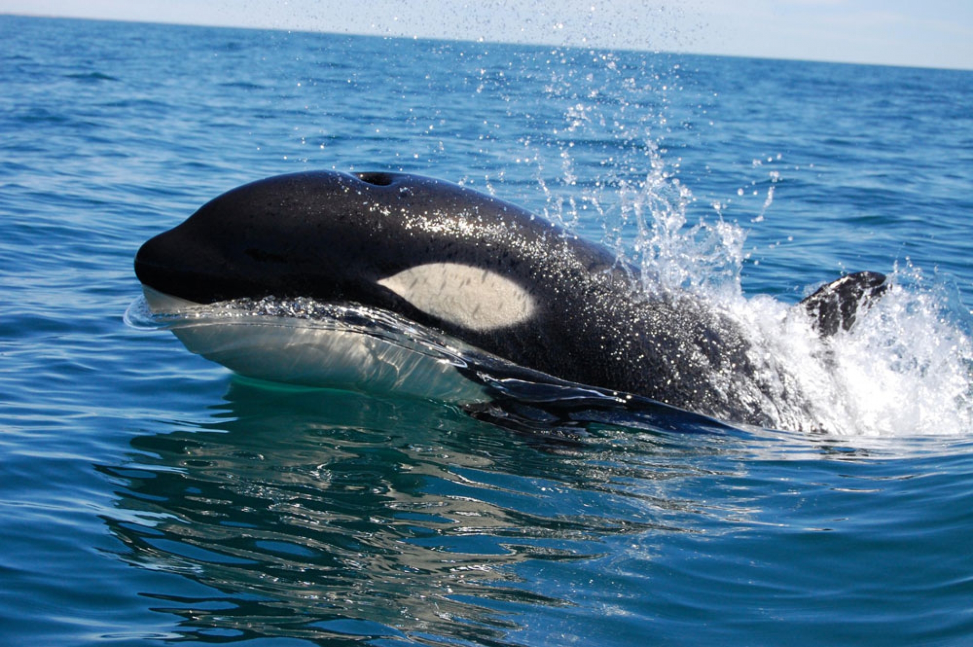 Península Valdés con Avistaje de Ballenas