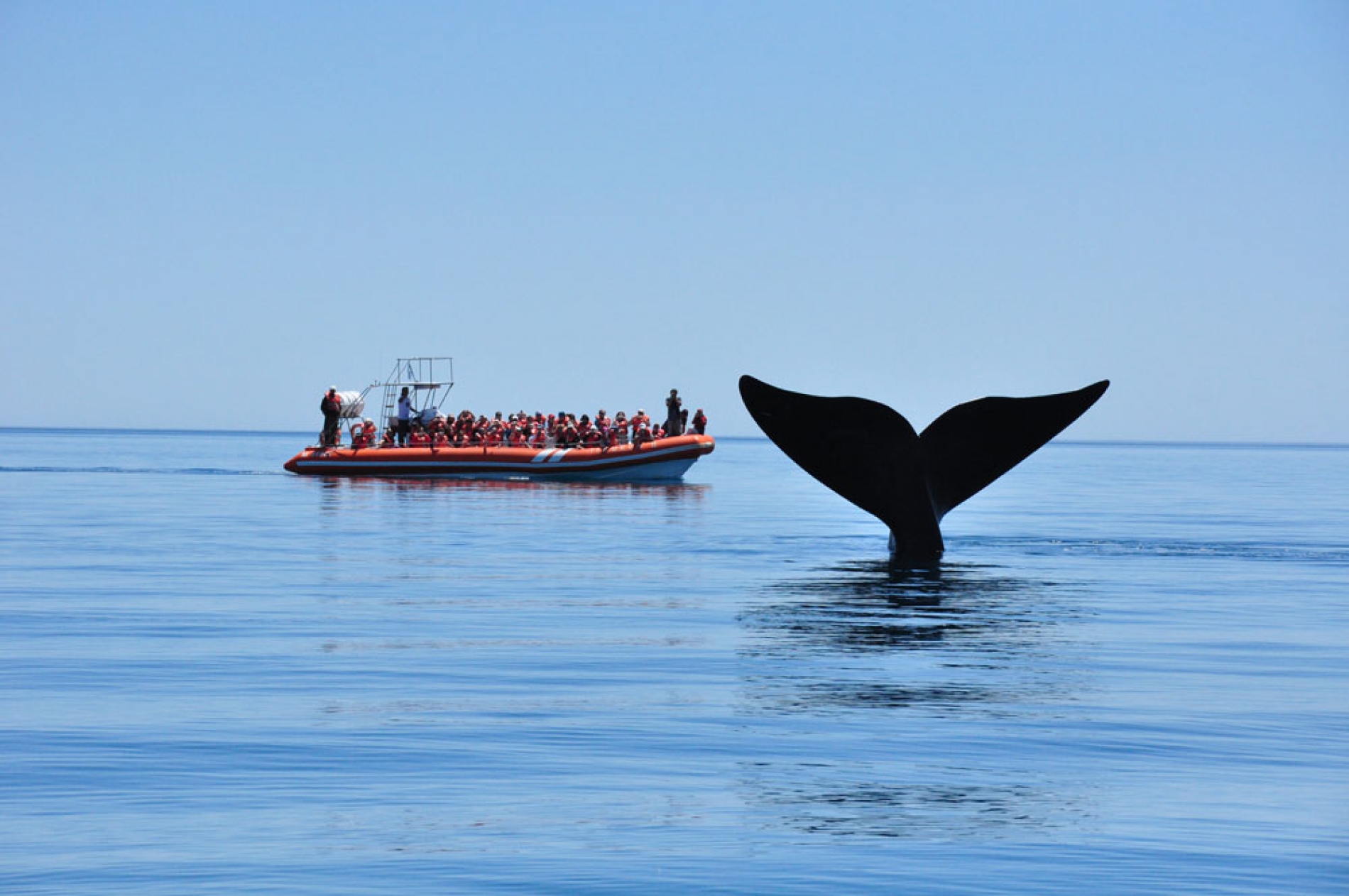 Avistaje de Ballenas