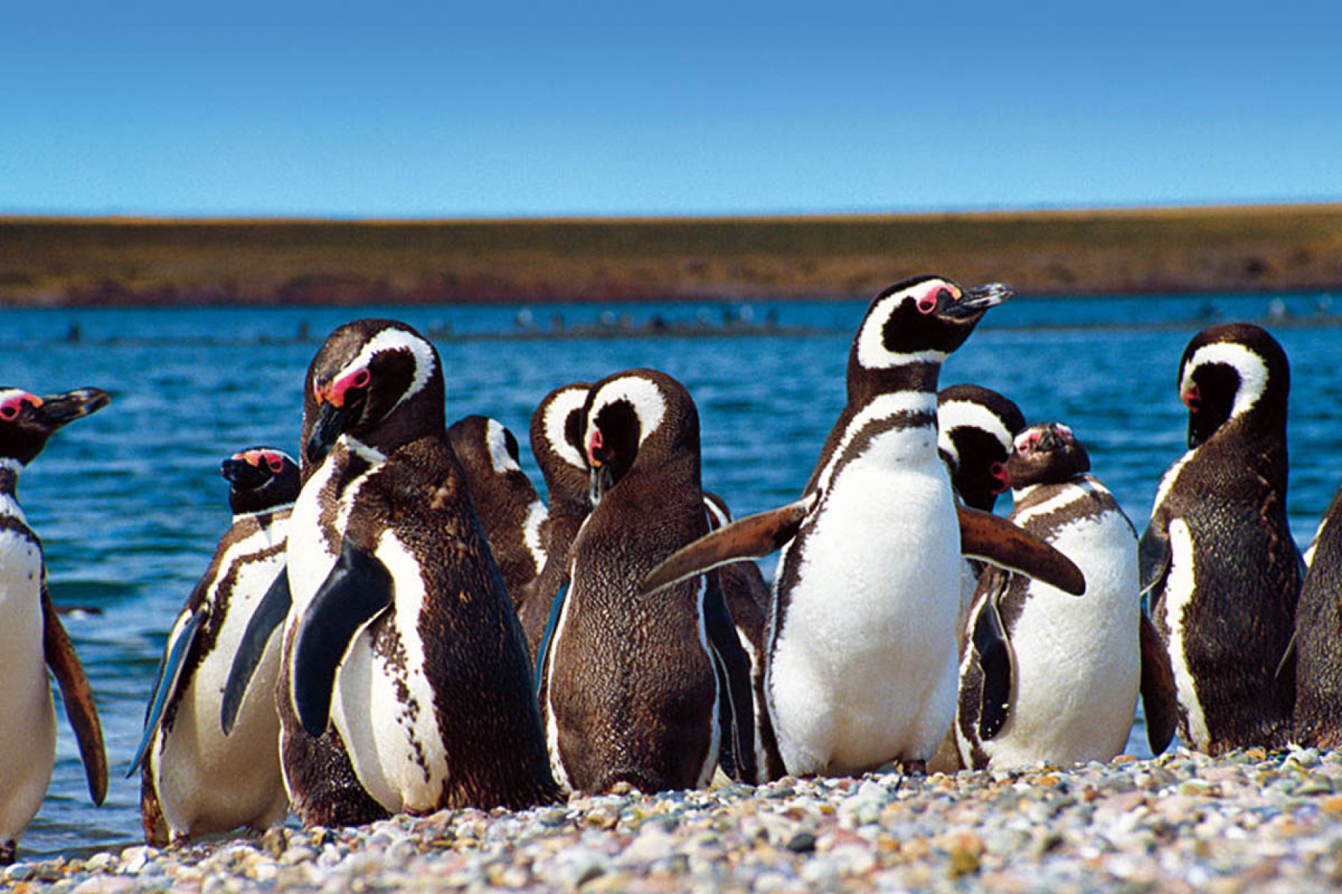 Punta Tombo con Avistaje de Toninas