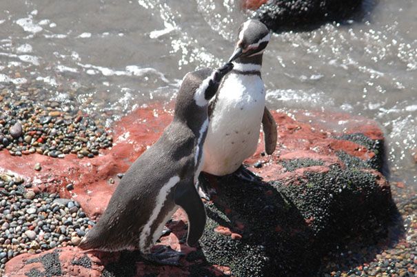 Punta Tombo con Avistaje de Toninas