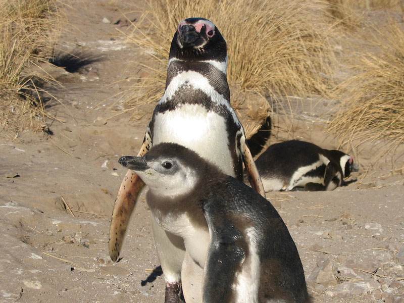 Punta Tombo con Avistaje de Toninas