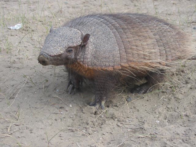 Punta Tombo con Avistaje de Toninas