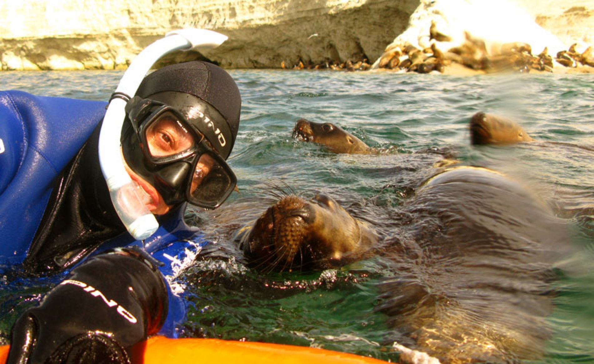 Snorkeling con lobos marinos